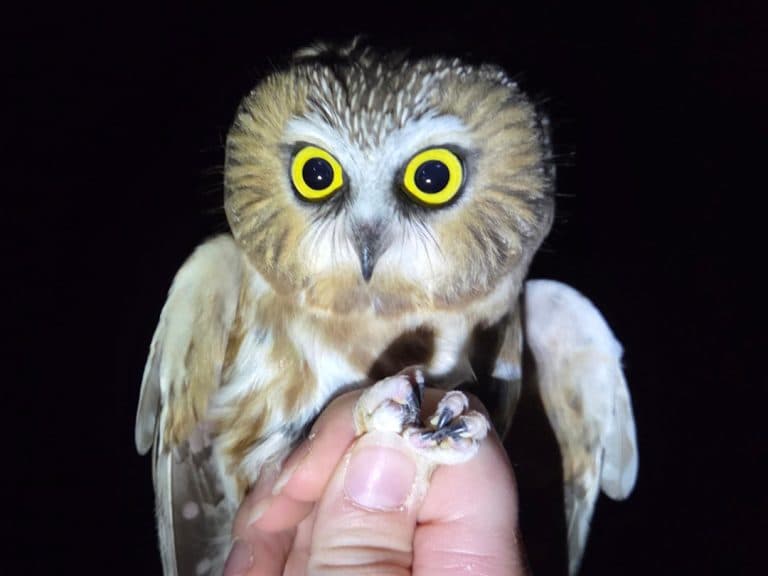 Saw-whet Owl Banding Demonstration at VINS Nature Center
